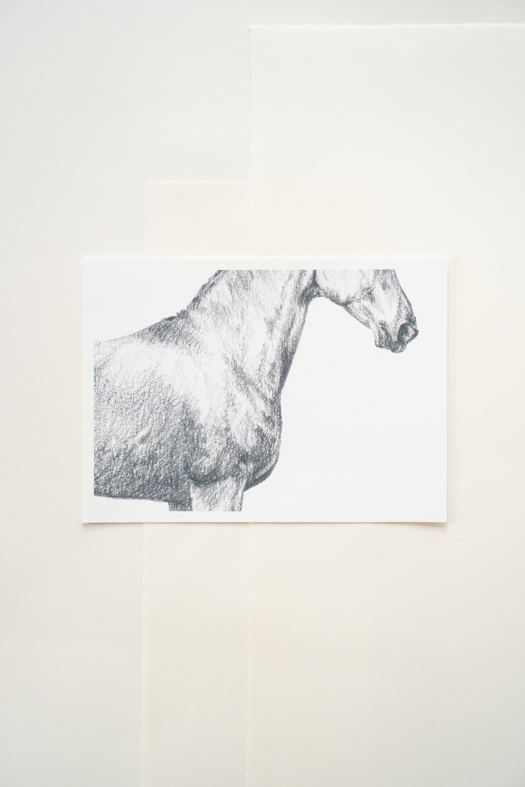 Danielle Demers "Clarity" Horizontal Horse Print on Paper